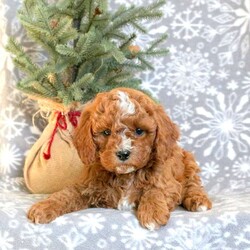 Donner/Cavapoo									Puppy/Male																/October 20th, 2024