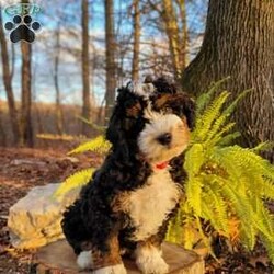 Holly/Mini Bernedoodle									Puppy/Female														/September 16th, 2024,Meet our sweet Holly! Have you ever seen a more perfect tri color bernedoodle? Holly has a loving,calm personality and is amazing with children. Imagine this cutie under your tree Christmas morning! Holly is expected to mature at 30 to 40lb. 