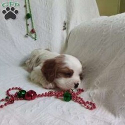 NICKOLAS/Cavalier King Charles Spaniel									Puppy/Male																/6 Weeks,LOOK At ME! ARE You LOOKING For The PERFECT Christmas gift?A healthy happy friendly fluffy puppy.Retired farmers who spend lots of time with our fluffy friends. Come meet me or I can be transported to your front door for a small additional fee.Text or call for more info.