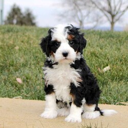 Tessa/Mini Bernedoodle									Puppy/Male																/6 Weeks,Meet Tessa! This cuddly Mini Bernedoodle puppy is vet checked & up to date on shots & wormer, plus comes with a health guarantee provided by the breeder! Tessa is well socialized & can’t wait to join in on all the fun at your place. If you would like more information on this happy-go-lucky pup, please contact Wilmer Stoltzfus today!