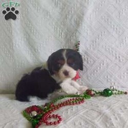 BIITZEN/Cavalier King Charles Spaniel									Puppy/Male																/6 Weeks,LOOK At ME! ARE YOU LOOKING For the PERFECT Christmas gift? A healthy happy friendly fluffy puppy.Retired farmers who spend lots of time with our fluffy friends.come meet me or I can be transported to your front door for a small additional fee. Text or call for more info.