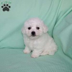 Snowball/Bichon Frise									Puppy/Female														/8 Weeks,Meet Snowball the fluffy white puppy who has a snow white coat that is soft and curly! This adorable little puppy comes up to date on shots and dewormer and is vet checked. Snowball is well socialized with children and family raised. If you are searching for a hypoallergenic little pup who is friendly and sweet contact Mary today! 