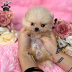 Tiny Princess/Pomeranian									Puppy/Female														/6 Weeks,Princess is a cream Pomeranian who is expected to be around 3 pounds full grown. Momma is Honey and Dad is Deacon! She is available to a PET HOME ONLY!