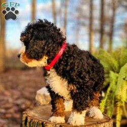 Holly/Mini Bernedoodle									Puppy/Female														/September 16th, 2024,Meet our sweet Holly! Have you ever seen a more perfect tri color bernedoodle? Holly has a loving,calm personality and is amazing with children. Imagine this cutie under your tree Christmas morning! Holly is expected to mature at 30 to 40lb. 