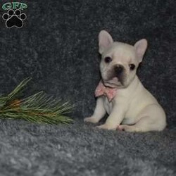 Holly/French Bulldog									Puppy/Female														/6 Weeks,Holly is outgoing,playful and has sweet french bulldog temperment. She’s looking for her forever home 