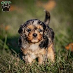 Mocha/Cavapoo									Puppy/Male																/8 Weeks,Meet Mocha, our adorable male chocolate merle F1 Cavapoo puppy! With his rich, velvety coat and bright, expressive eyes, he’s a true heartbreaker. Mocha is full of energy and loves to play, making him the perfect companion for adventures and fun. Sweet and affectionate, he’s eager to share cuddles and joy with his forever family. If you’re looking for a loving and playful pup to brighten your home, Mocha is ready to bring endless happiness into your life!