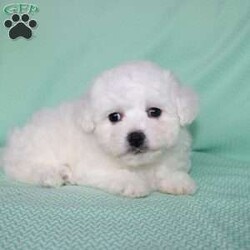 Snowball/Bichon Frise									Puppy/Female														/8 Weeks,Meet Snowball the fluffy white puppy who has a snow white coat that is soft and curly! This adorable little puppy comes up to date on shots and dewormer and is vet checked. Snowball is well socialized with children and family raised. If you are searching for a hypoallergenic little pup who is friendly and sweet contact Mary today! 