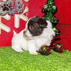 Dawn/Havanese									Puppy/Female														/7 Weeks, Dawn is a gorgeous little chocolate and white Akc registered havanese puppy! Up to date with all shots and dewormings and comes with a health guarantee! Was born 10/31/24. Family raised and well socialized. Ask us about our delivery options! Contact us today to reserve your new family member!