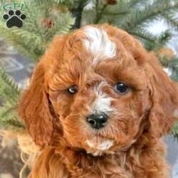 Donner/Cavapoo									Puppy/Male																/October 20th, 2024,Meet Donner! This lovable Cavapoo puppy is vet checked & up to date on shots & wormer, plus comes with a 30 day health guarantee provided by the breeder! Donner is well socialized & currently being family raised with children! If you would like more information on this playful pup, please contact Abner K. Glick today!