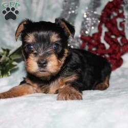 David/Yorkie									Puppy/Male																/7 Weeks,Meet David the tiny Yorkie puppy with a sweet and frisky disposition! This little cutie would love to be your new pocketbook puppy and go everywhere with you. He loves attention and is already very well socialized and spoiled! David is up to date on shots and dewormer and vet checked! If you are interested in learning more about our little Yorkie puppy contact us today!