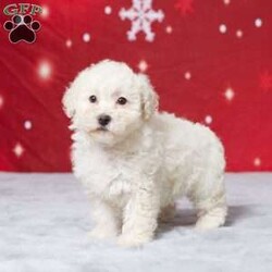 Daisy/Miniature Poodle									Puppy/Female														/8 Weeks,Meet Daisy, a delightful AKC registered Mini Poodle who’s ready to bring joy to your family! This little sweetheart has been lovingly raised in our home, surrounded by care and cuddles. Daisy is vet-checked, healthy, and up to date on her vaccines and dewormer, so she’s all set for her next adventure. Her playful personality and gentle nature make her the perfect companion for kids and adults alike. Daisy is just waiting for the right family to share her love with. If you’re looking for a loyal friend who’ll brighten your days, Daisy is the one for you!