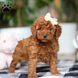 Heather/Miniature Poodle									Puppy/Female														/7 Weeks,Meet Heather, the beautiful Standard Poodle with a personality as bright as her curly coat! Heather’s soft, luxurious curls bounce with every joyful step, and her expressive eyes sparkle with curiosity and affection. This stunning girl is as playful as she is charming, always ready for fun-filled adventures or quiet cuddles by your side. Her love for learning and eagerness to please make her the perfect partner for training sessions and new tricks—she’s sure to impress her favorite humans!