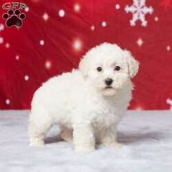 Daisy/Miniature Poodle									Puppy/Female														/8 Weeks,Meet Daisy, a delightful AKC registered Mini Poodle who’s ready to bring joy to your family! This little sweetheart has been lovingly raised in our home, surrounded by care and cuddles. Daisy is vet-checked, healthy, and up to date on her vaccines and dewormer, so she’s all set for her next adventure. Her playful personality and gentle nature make her the perfect companion for kids and adults alike. Daisy is just waiting for the right family to share her love with. If you’re looking for a loyal friend who’ll brighten your days, Daisy is the one for you!