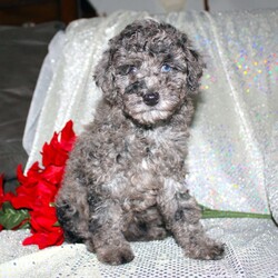 Blossom/Miniature Poodle									Puppy/Female														/8 Weeks,Are you a Poodle enthusiest who is seeking a well bred Miniature Poodle puppy from parents with excellent health? We have been specializing in Miniature Poodles for years and focus on bettering the breed through genetic testing! Our entire family helps to socialize each puppy so that the pups will have a smoother transition from our family to yours! Each puppy is vet checked and comes up to date on shots and dewormer. If you are interested in learning more about our puppies contact us today! 