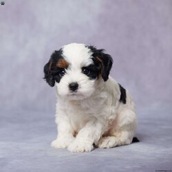 Toby/Cavapoo									Puppy/Male																/8 Weeks,Meet Toby, a lovable F1 Cavapoo puppy ready to fill your home with joy! Toby is as sweet as they come, with a gentle personality and a knack for snuggling. Raised in a warm, loving environment, he’s well-socialized and ready to become your loyal companion. Toby is vet-checked, up-to-date on vaccines and dewormer, and microchipped for extra peace of mind. He also comes with a health guarantee, so you know you’re bringing home a happy, healthy pup.  