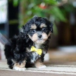 Snickers/Shih-Poo									Puppy/Male																/8 Weeks, With a luxuriously soft coat and sparkling, curious eyes, Snickers is ready to capture your heart and fill your home with joy. This delightful mix of Shih Tzu and Poodle combines the best traits of both breeds—affectionate, playful, and oh-so-sweet.