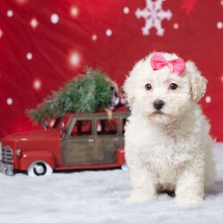 Daisy/Miniature Poodle									Puppy/Female														/8 Weeks,Meet Daisy, a delightful AKC registered Mini Poodle who’s ready to bring joy to your family! This little sweetheart has been lovingly raised in our home, surrounded by care and cuddles. Daisy is vet-checked, healthy, and up to date on her vaccines and dewormer, so she’s all set for her next adventure. Her playful personality and gentle nature make her the perfect companion for kids and adults alike. Daisy is just waiting for the right family to share her love with. If you’re looking for a loyal friend who’ll brighten your days, Daisy is the one for you!