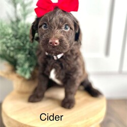 Cider/Miniature Poodle Mix									Puppy/Female														/6 Weeks,Cider is a beautiful chocolate Mini Portidoodle with white patches on her two back paws and the tuxedo markings on her chest. She is such a sweet pup that loves to play and then climb in your lap for a good nap. Mama (Gertie) is an AKC registered, chocolate Portuguese Water Dog. Her mate is Checkers, a registered AKC Miniature Poodle. Both parents are health tested and do not carry any known disorders.