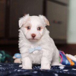 Joey/Havanese									Puppy/Male																/6 Weeks,Meet Joey, the energetic little AKC Havanese who’s full of life and brimming with the sweetest personality! Full of courage and curiosity, he’s always ready for an adventur whether it’s exploring his surroundings, playing fetch, or chasing after his favorite toys. Joey’s playful and lively nature is perfectly balanced by his loyal streak, making him as spunky as he is affectionate. He’s sure to bond deeply with his new family, showering them with love and cuddles, and he’ll be happiest when he’s by their side.