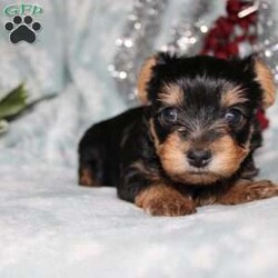 David/Yorkie									Puppy/Male																/7 Weeks,Meet David the tiny Yorkie puppy with a sweet and frisky disposition! This little cutie would love to be your new pocketbook puppy and go everywhere with you. He loves attention and is already very well socialized and spoiled! David is up to date on shots and dewormer and vet checked! If you are interested in learning more about our little Yorkie puppy contact us today!