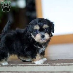 Snickers/Shih-Poo									Puppy/Male																/8 Weeks, With a luxuriously soft coat and sparkling, curious eyes, Snickers is ready to capture your heart and fill your home with joy. This delightful mix of Shih Tzu and Poodle combines the best traits of both breeds—affectionate, playful, and oh-so-sweet.