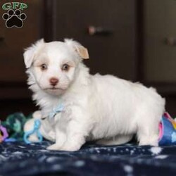 Joey/Havanese									Puppy/Male																/6 Weeks,Meet Joey, the energetic little AKC Havanese who’s full of life and brimming with the sweetest personality! Full of courage and curiosity, he’s always ready for an adventur whether it’s exploring his surroundings, playing fetch, or chasing after his favorite toys. Joey’s playful and lively nature is perfectly balanced by his loyal streak, making him as spunky as he is affectionate. He’s sure to bond deeply with his new family, showering them with love and cuddles, and he’ll be happiest when he’s by their side.