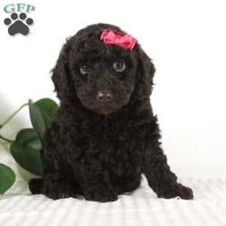 Cocoa/Miniature Poodle									Puppy/Female														/6 Weeks,Looking for your new furry best friend? Little Miss Cocoa would love to be that special puppy in your life. She’s full of life and loves to be snuggled and spoiled. Cocoa has a dark chocolate coat almost making it look black in some pictures. Her coat is so soft and fluffy. She’s ready to spend the rest of her life exploring the world with her human friend. She has been raised in a good loving home and will join your family microchipped, up to date on all vaccines and dewormer, vet checked and a one year genetic health guarantee. She is also AKC Registered and those papers will be included as well. Patsy her momma is the most calm well mannered dog. She has done such a wonderful job raising her babies. She weighs a cute 10 lbs. The dad is also a small lovable dog who weighs 7 lbs. So Cocoa will weigh around 9-10 lbs as an adult and thats the perfect size for you to take anywhere with you. If you have any questions call or text me today and I would be happy to help. We do offer ground transportation with a local trusted company who can deliver your puppy the week of Christmas. Thanks -Gertie