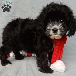 Holly/Cockapoo									Puppy/Female														/10 Weeks,Prepare to fall in love!!! My name is Holly and I’m the sweetest little F1 cockapoo looking for my furever home! One look into my warm, loving eyes and at my silky soft coat and I’ll be sure to have captured your heart already! I’m very happy, playful and very kid friendly and I would love to fill your home with all my puppy love!! I am full of personality, and ready for adventures! I stand out above the rest with my beautiful shiny black coat!!… I will come to you vet checked, microchipped and up to date on all vaccinations and dewormings . I come with a 1-year guarantee with the option of extending it to a 3-year guarantee and shipping is available! My mother is Jackie, our sweet 22# AKC chocolate merle cocker spaniel with a heart of gold and my father is Zeke, a 13# our 10# happy and playful mini poodle and he has been genetically tested! Both of the parents are on the premises and available to meet! Why wait when you know I’m the one for you? Call or text Martha to make me the newest addition to your family and get ready to spend a lifetime of tail wagging fun with me! (7% sales tax on in home pickups)