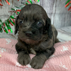 Adopt a dog:Kie/Cockapoo/Female/6 weeks,Meet Kie! She has a pretty chill personality who loves to run around with her toys and also loves getting belly rubs.  When arriving to her new home, Kie will be up to date on vaccinations, vet checked, and pre-spoiled. After a long day at work, this cutie will surely make your day with all her puppy kisses waiting at the door. Kie loves to cuddle and just relax while getting her belly rubbed. Hurry! She can't wait to start sharing her love with her new family!