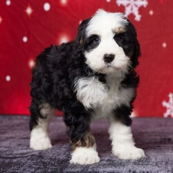 Adopt a dog:Barrel/Bernedoodle/Male/7 weeks,Meet Barrel, the sweetest Bernedoodle you’ll ever find! Barrel is full of love and ready to bring joy to his forever family. Raised with care right in our home, he’s been showered with attention and is great with kids. Barrel comes vet-checked, microchipped, and is up to date on his vaccinations so he’s healthy and ready to go. His warm, cuddly nature makes him the perfect companion for any family. If you’re looking for a loyal, playful, and adorable new family member, Barrel is the one. Don’t wait—he’s ready to meet you today!