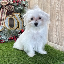 Adopt a dog:Jersey/Maltese/Female/18 weeks,I know you've been looking for the perfect puppy and I think I have all the right qualifications for the position. First, I'd like to say that I have a lifetime experience of being cute. I've been a cutie since the day I was born! My fur is unlike any other and my cute face has been known to melt a heart or two. Next, I am versatile. I am always ready for hours of play or even a day full of movies and snuggles. The person in the white coat says I am healthy and ready to go. I sure hope I get the job because I'd love to come home to you!