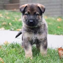 Adopt a dog:Elsa/German Shepherd Dog/Female/5 weeks,Hi, I'm Elsa! It's very nice to meet you. I am a very outgoing puppy looking for a family where I would fit in! If you think you could be that family, hurry up and pick me up. I will be up to date on my vaccinations before coming home to you, so we can play as soon as I get there. I'm very excited about meeting my new family, so please don't make me wait too long!