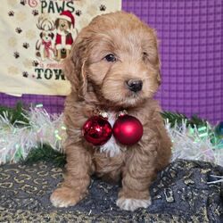 Dexter/Goldendoodle/Male/7 weeks