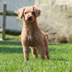 Idella/Mini Goldendoodle									Puppy/Female														/6 Weeks,To contact the breeder about this puppy, click on the “View Breeder Info” tab above.