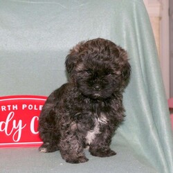 Mickey/Shih-Poo									Puppy/Male																/7 Weeks