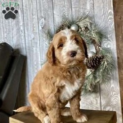 Cuddles/Mini Goldendoodle									Puppy/Male																/8 Weeks,Meet Cuddles the most loving and handsome boy ready for his new home right in time for the holidays! Mother is the family pet and here for you to meet! Call or schedule a visit today. 