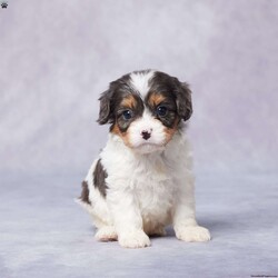 Bart/Cavapoo									Puppy/Male																/6 Weeks,Meet Bart, a lovable F1 Cavapoo with a heart as big as his floppy ears! This little guy is sweet, playful, and ready to fill your home with joy and laughter. Raised with care and lots of love, Bart is well-socialized and gets along wonderfully with people and pets alike. He’s been vet-checked, is up to date on vaccines and dewormer, and even comes microchipped for added peace of mind. 