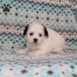 Quack/Teddy Bear									Puppy/Male																/7 Weeks,Here comes a playful F1 Shichon/Teddy Bear puppy who is already started on potty training and crate training!  This pup will be small as an adult since the parents were only 9lbs and 10lbs. This cutie is born to parents who are Genetically Tested for over 215 hereditary issues and their results show that this litter of puppies will not have any issues that will adversely affect their health. While other Shichons may suffer from health issues as they age, this pup has no predispositions to Bichon or Shih Tzu health concerns!  Each pup in this litter is up to date on shots and dewormer and vet checked! We offer the option for  a 1 Year Genetic Health Guarantee! This puppy can have ICA papers and be microchipped for an extra fee! 