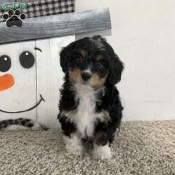 Sara/Mini Aussiedoodle									Puppy/Female														/9 Weeks,Meet Sara! I am a sweet Black (Tri) Aussiedoodle puppy that loves to be snuggled, I am up to date on all shots and wormers, plus come with a 1 year genetic health guarantee, if interested in adopting me to your home, call or text the breeder.