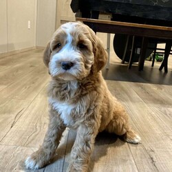 Cuddles/Mini Goldendoodle									Puppy/Male																/8 Weeks,Meet Cuddles the most loving and handsome boy ready for his new home right in time for the holidays! Mother is the family pet and here for you to meet! Call or schedule a visit today. 