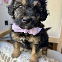 Chocolette/Mini Aussiedoodle									Puppy/Female														/8 Weeks,Merry Christmas!  Meet our sweet Mini Aussidoodle puppy, Chocolette! What a perfect gift this year to be cuddled under the Christmas tree!  Her mom is a Mini Australian Shepherd, and her dad is a Mini Poodle. She is the perfect mix of Poodle and Australian Shepherd that gives her that curly hair! This little gal is vet checked and up to date on shots and wormer, plus comes with a health guarantee provided by the breeder! Chocolette is friendly, outgoing, and well socialized and is absolutely adorable! She is currently being family raised with our five children, making her a perfect addition to your family home! We can hold her for Christmas! If you would like more information, text or call Steve Stoltzfus now!