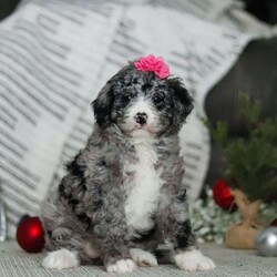 Alexis/Bernedoodle									Puppy/Female														/7 Weeks,Meet our handsome Bernedoodle named Alexis! She has a gorgeous, blue merle coat that accentuate, her intelligent eyes perfectly. Not only does her appearance make an impression, but her outgoing and playful personality seem to attract attention. This little girl has received lots of care since day one, this helps her mature into the most confident and adaptable dog. We do our best to make her transition to your family go as smooth as possible! The Poodle in this pup lends itself to being highly trainable and intelligent, while the Bernese Mountain Dog keeps him even tempered and laid-back. The Bernese Mama to this litter is a family favorite, her name is Brook. The Dad, Bingo is an outgoing Poodle, his intelligence and loyalty make him super special. He weighs 37 lbs. All the pups are microchipped, up to date on vaccines and dewormer, and will be vet checked from head to tail by our vet to assure you that you are receiving a completely healthy puppy. We also include our one year genetic health guarantee. For any more information please call or text anytime, Monday through Saturday. -Dennis & Marilyn Hershberger