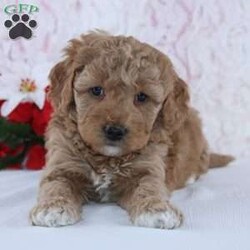 Idella/Mini Goldendoodle									Puppy/Female														/6 Weeks,To contact the breeder about this puppy, click on the “View Breeder Info” tab above.