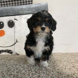 Sara/Mini Aussiedoodle									Puppy/Female														/9 Weeks,Meet Sara! I am a sweet Black (Tri) Aussiedoodle puppy that loves to be snuggled, I am up to date on all shots and wormers, plus come with a 1 year genetic health guarantee, if interested in adopting me to your home, call or text the breeder.