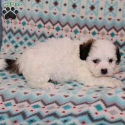 Quack/Teddy Bear									Puppy/Male																/7 Weeks,Here comes a playful F1 Shichon/Teddy Bear puppy who is already started on potty training and crate training!  This pup will be small as an adult since the parents were only 9lbs and 10lbs. This cutie is born to parents who are Genetically Tested for over 215 hereditary issues and their results show that this litter of puppies will not have any issues that will adversely affect their health. While other Shichons may suffer from health issues as they age, this pup has no predispositions to Bichon or Shih Tzu health concerns!  Each pup in this litter is up to date on shots and dewormer and vet checked! We offer the option for  a 1 Year Genetic Health Guarantee! This puppy can have ICA papers and be microchipped for an extra fee! 