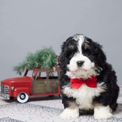 Cocoa/Mini Bernedoodle									Puppy/Male																/8 Weeks,Meet Cocoa, a sweet and playful Mini Bernedoodle ready to find his forever family! Raised with love in a family setting, Cocoa is full of tail wags, warm snuggles, and a heart ready to bond. He’s been vet checked, microchipped, and is up to date on all his vaccines and dewormer, so he’s healthy and ready to go. Cocoa loves to play but is also the perfect cuddle buddy for quiet evenings. If you’re looking for a loyal and loving companion to brighten your days, Cocoa is your perfect match. Don’t wait—make him part of your family today!