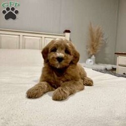 Bells/Mini Goldendoodle									Puppy/Male																/8 Weeks,Meet Bells an adorable little guy ready for his new home right before Christmas! His mother is the family pet and here for you to meet as well. Expected adult weight is 25 to 30 pounds. What’s not to love? Call or schedule a visit today