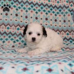 Quack/Teddy Bear									Puppy/Male																/7 Weeks,Here comes a playful F1 Shichon/Teddy Bear puppy who is already started on potty training and crate training!  This pup will be small as an adult since the parents were only 9lbs and 10lbs. This cutie is born to parents who are Genetically Tested for over 215 hereditary issues and their results show that this litter of puppies will not have any issues that will adversely affect their health. While other Shichons may suffer from health issues as they age, this pup has no predispositions to Bichon or Shih Tzu health concerns!  Each pup in this litter is up to date on shots and dewormer and vet checked! We offer the option for  a 1 Year Genetic Health Guarantee! This puppy can have ICA papers and be microchipped for an extra fee! 