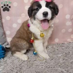 Angel/Saint Bernard									Puppy/Female														/8 Weeks,Say hello to these sweet saint Bernard puppies. They are so full of love. Just waiting to cuddle with you. They are so cute. Teddy bears that’s what I love about saint Bernard. There’s a big furry  and so friendly. These saint bernard puppies come up to date on Vaccination and deworming also microchip and akc Register. I would love for you to call or text leah  and schedule an appointment. I would love for you to come meet my beautiful saint bernards ..