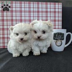 Tiny Snowball/Maltese									Puppy/Male																/7 Weeks,Meet Snowball a tiny  fluffy Maltese! Just in time for Christmas Snowball is a  playful little pup and well socialized! He is micro chipped up to date on he’s shots and dewormer and will be vet checked before going to he’s new home! Call Katie today to find out more about this sweetheart! 